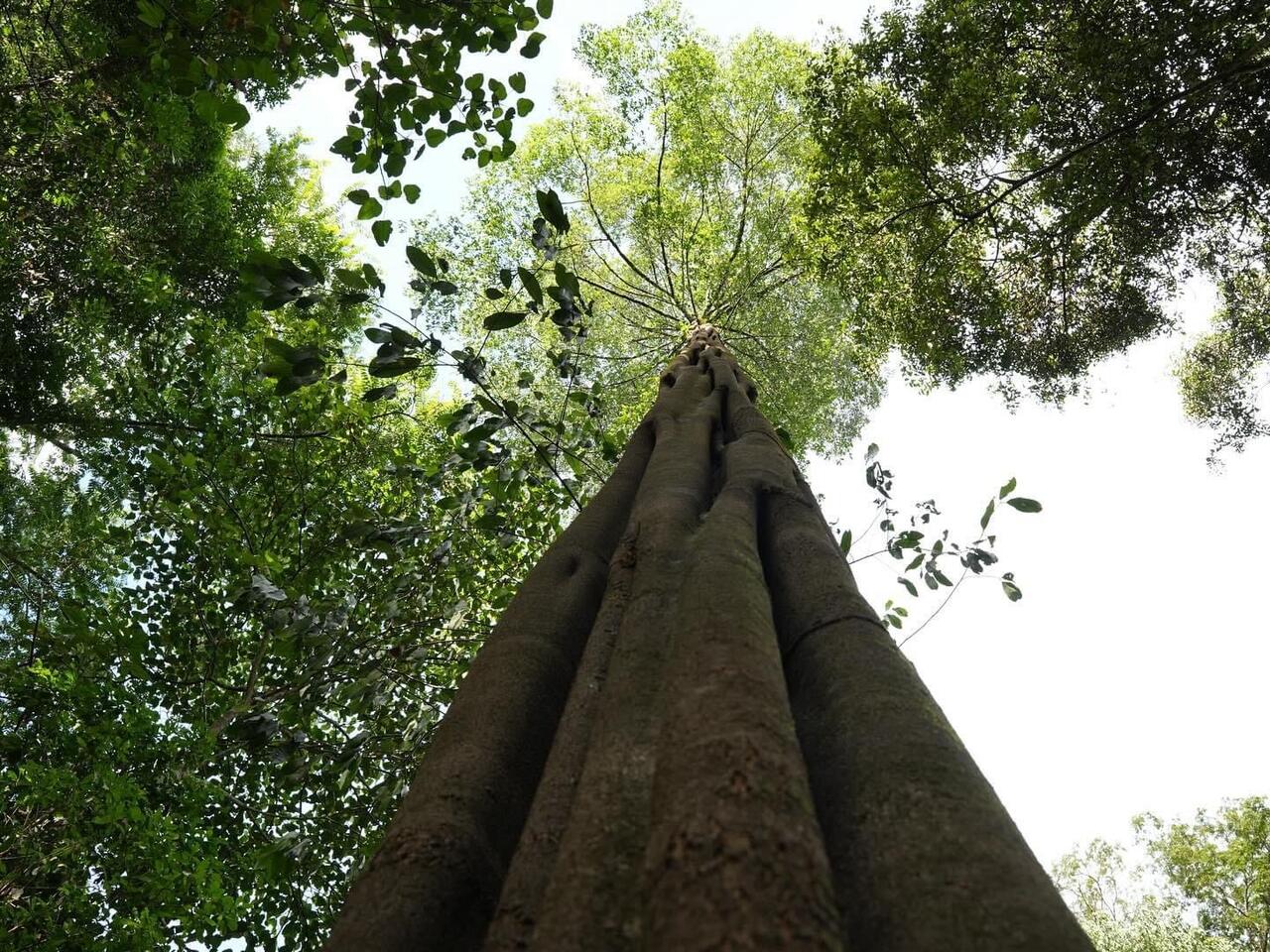 Zicht omhoog langs een hoge boomstam in het Surinaamse tropische bos